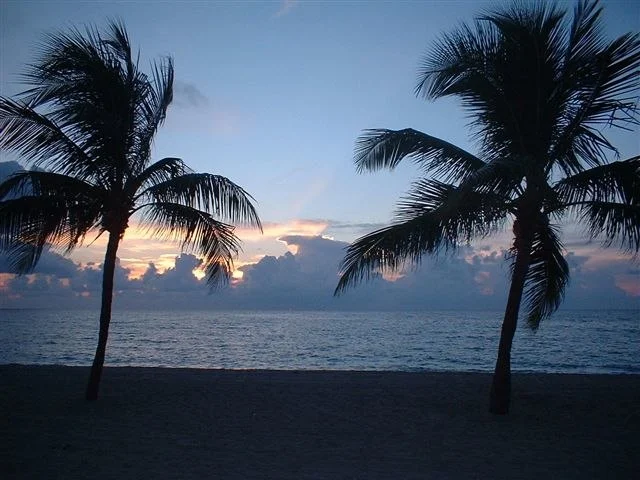 palm trees  in the sunset